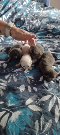 Image de la portée de chaton de l'élévage LA NOE DES GRAND FROIDS