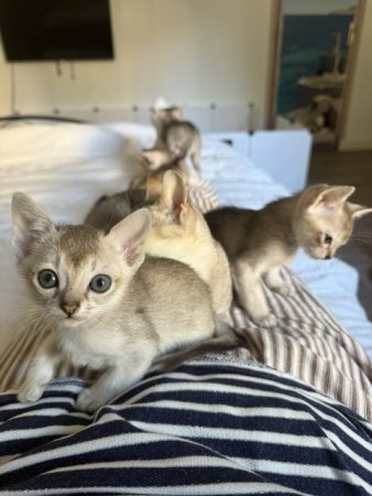 Image de la portée de chaton de l'élévage DE CHAMOURAIS