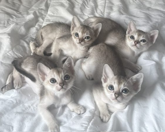 Image de la portée de chaton de l'élévage DE CHAMOURAIS