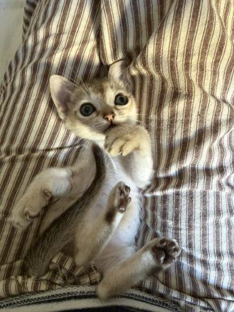 Image de la portée de chaton de l'élévage DE CHAMOURAIS