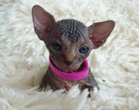 Chatons de race Sphynx à vendre chez l'éleveur LES SPHYNX DE SOPHIE