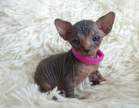 Chatons de race Sphynx à vendre chez l'éleveur LES SPHYNX DE SOPHIE