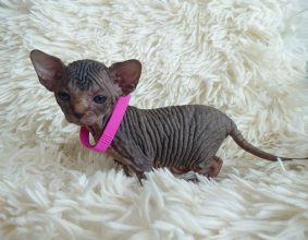 Chatons de race Sphynx à vendre chez l'éleveur LES SPHYNX DE SOPHIE