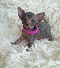 Chatons de race Sphynx à vendre chez l'éleveur LES SPHYNX DE SOPHIE