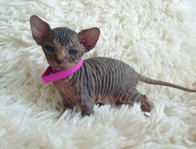 Chatons de race Sphynx à vendre chez l'éleveur LES SPHYNX DE SOPHIE