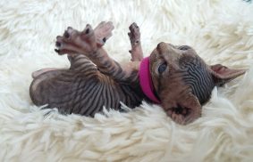 Chatons de race Sphynx à vendre chez l'éleveur LES SPHYNX DE SOPHIE