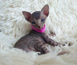 Chatons de race Sphynx à vendre chez l'éleveur LES SPHYNX DE SOPHIE