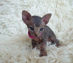 Chatons de race Sphynx à vendre chez l'éleveur LES SPHYNX DE SOPHIE