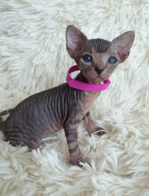 Chatons de race Sphynx à vendre chez l'éleveur LES SPHYNX DE SOPHIE