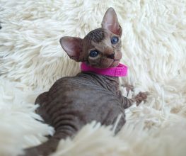 Chatons de race Sphynx à vendre chez l'éleveur LES SPHYNX DE SOPHIE