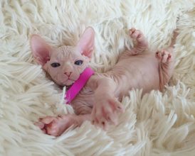 Chatons de race Sphynx à vendre chez l'éleveur LES SPHYNX DE SOPHIE