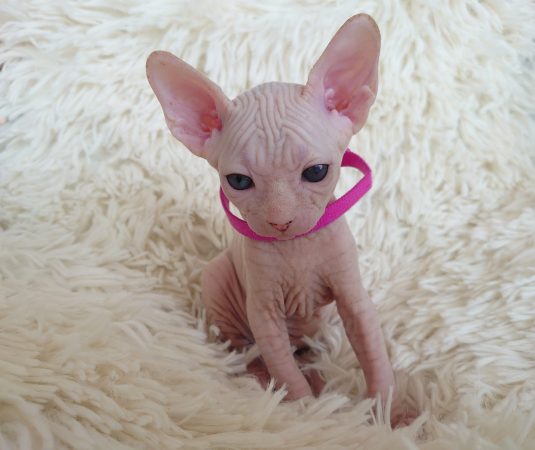 Image de la portée de chaton de l'élévage LES SPHYNX DE SOPHIE