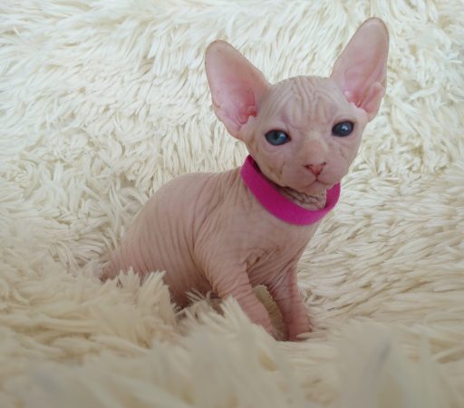 Image de la portée de chaton de l'élévage LES SPHYNX DE SOPHIE