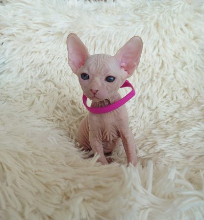 Image de la portée de chaton de l'élévage LES SPHYNX DE SOPHIE