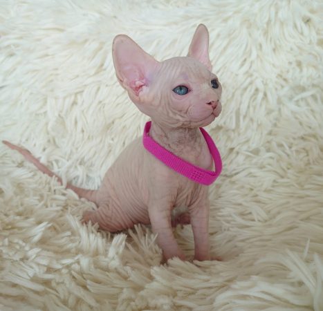 Image de la portée de chaton de l'élévage LES SPHYNX DE SOPHIE