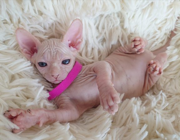 Image de la portée de chaton de l'élévage LES SPHYNX DE SOPHIE