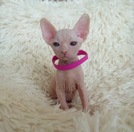 Image de la portée de chaton de l'élévage LES SPHYNX DE SOPHIE