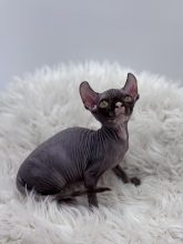 Chatons d'apparence Sphynx à vendre chez l'éleveur AMORE DI SPHYNX