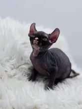 Chatons d'apparence Sphynx à vendre chez l'éleveur AMORE DI SPHYNX