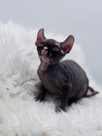 Image de la portée de chaton de l'élévage AMORE DI SPHYNX
