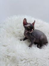 Chatons d'apparence Sphynx à vendre chez l'éleveur AMORE DI SPHYNX