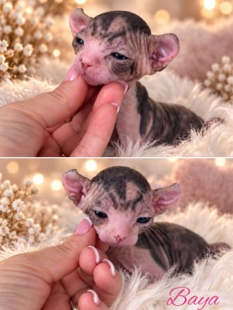Image de la portée de chaton de l'élévage AMORE DI SPHYNX