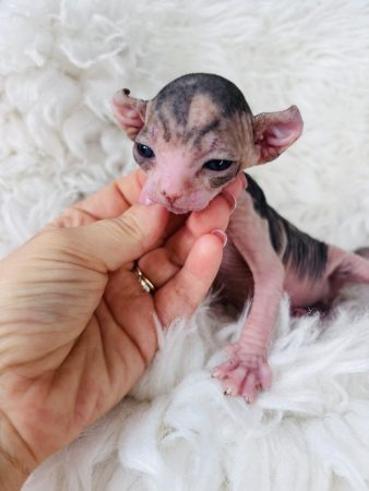Image de la portée de chaton de l'élévage AMORE DI SPHYNX