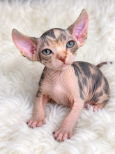 Chatons d'apparence Sphynx à vendre chez l'éleveur AMORE DI SPHYNX