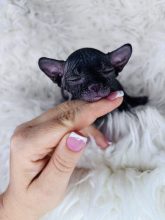 Chatons d'apparence Sphynx à vendre chez l'éleveur AMORE DI SPHYNX