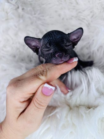 Image de la portée de chaton de l'élévage AMORE DI SPHYNX