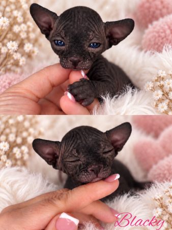 Image de la portée de chaton de l'élévage AMORE DI SPHYNX