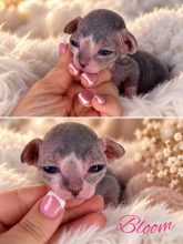 Chatons d'apparence Sphynx à vendre chez l'éleveur AMORE DI SPHYNX