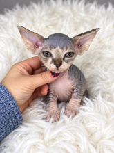 Chatons d'apparence Sphynx à vendre chez l'éleveur AMORE DI SPHYNX