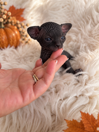 Image de la portée de chaton de l'élévage AMORE DI SPHYNX