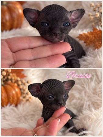Image de la portée de chaton de l'élévage AMORE DI SPHYNX