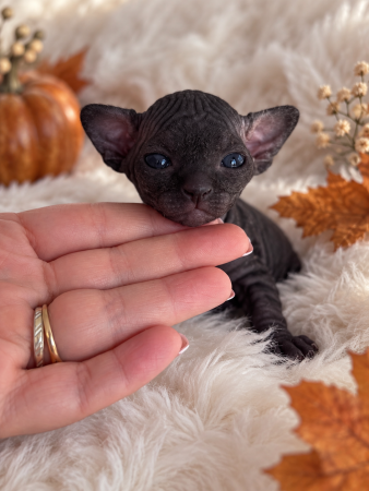 Image de la portée de chaton de l'élévage AMORE DI SPHYNX