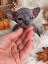 Chatons d'apparence Sphynx à vendre chez l'éleveur AMORE DI SPHYNX