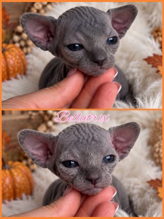 Image de la portée de chaton de l'élévage AMORE DI SPHYNX