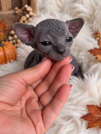 Image de la portée de chaton de l'élévage AMORE DI SPHYNX