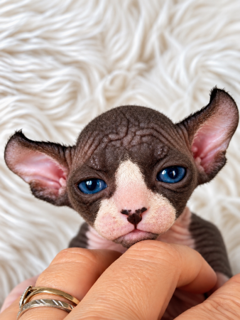 Image de la portée de chaton de l'élévage AMORE DI SPHYNX
