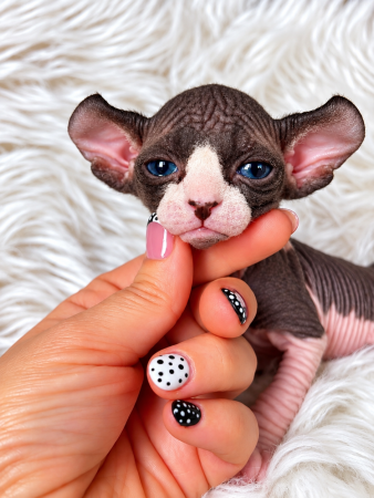 Image de la portée de chaton de l'élévage AMORE DI SPHYNX