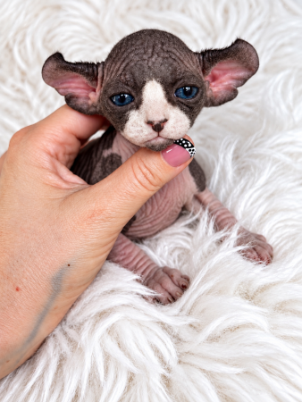 Image de la portée de chaton de l'élévage AMORE DI SPHYNX