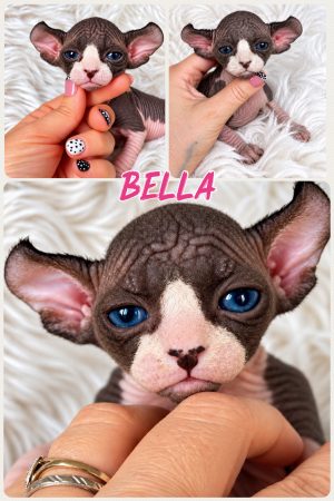 Image de la portée de chaton de l'élévage AMORE DI SPHYNX