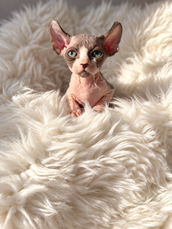 Image de la portée de chaton de l'élévage AMORE DI SPHYNX