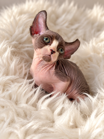 Image de la portée de chaton de l'élévage AMORE DI SPHYNX