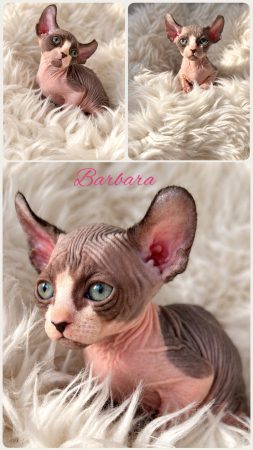 Image de la portée de chaton de l'élévage AMORE DI SPHYNX
