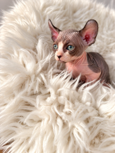 Chatons d'apparence Sphynx à vendre chez l'éleveur AMORE DI SPHYNX