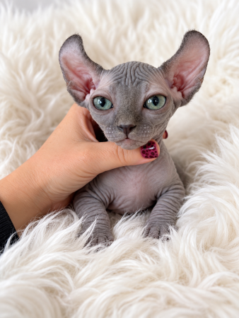 Image de la portée de chaton de l'élévage AMORE DI SPHYNX