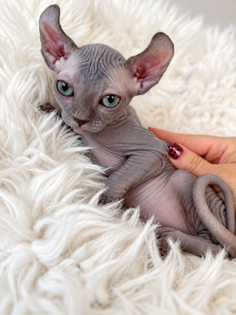 Image de la portée de chaton de l'élévage AMORE DI SPHYNX
