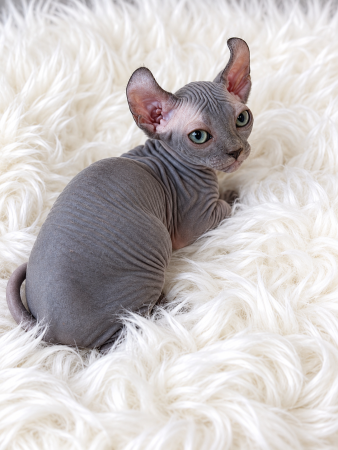 Image de la portée de chaton de l'élévage AMORE DI SPHYNX